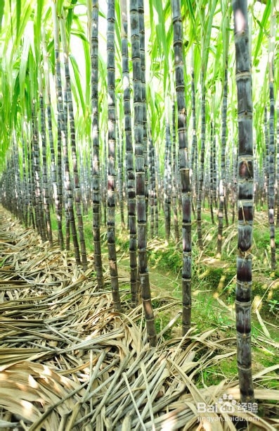 对眼睛好的食物 吃什么食物对眼睛好