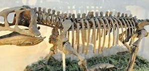 动物的分类方法有几种