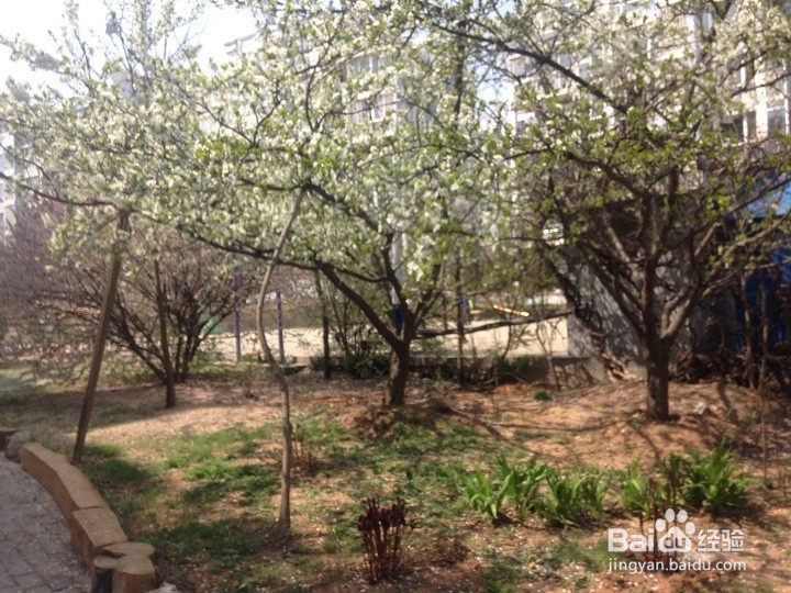 怎样用智能手机将植物花拍出一幅画