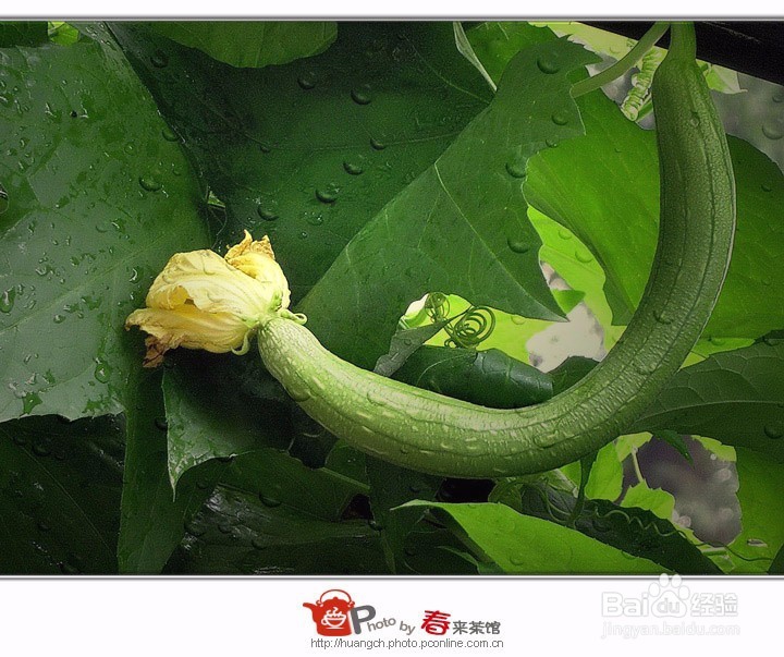 丝瓜种植：夏季丝瓜怎么防治早衰？