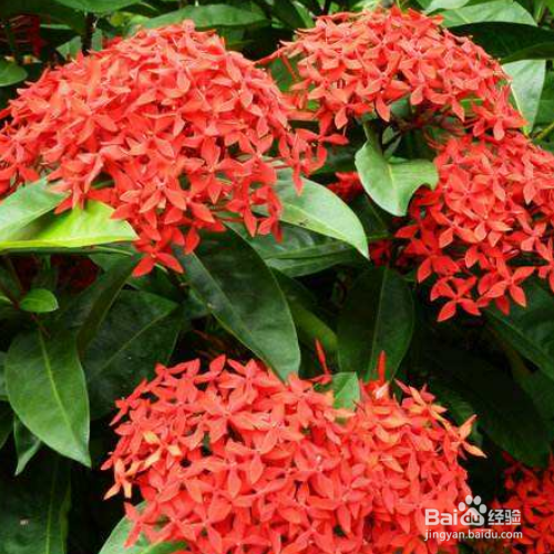 仙丹花不开花应该怎么办？