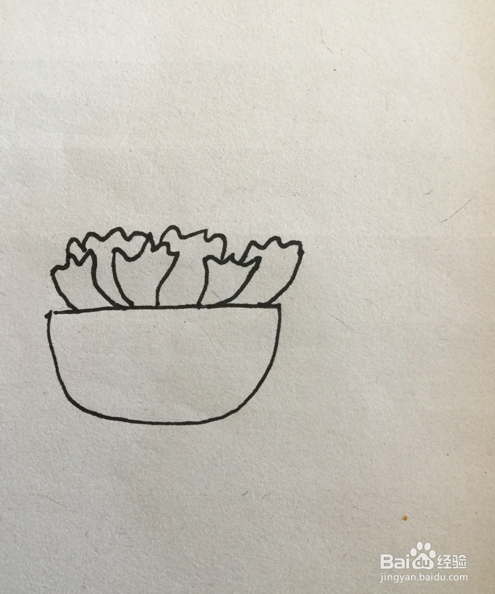 多肉植物简笔画4