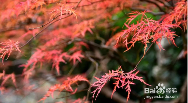 杭州哪里的枫叶最美