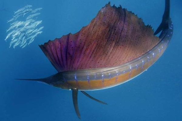 为什么旗鱼被称为