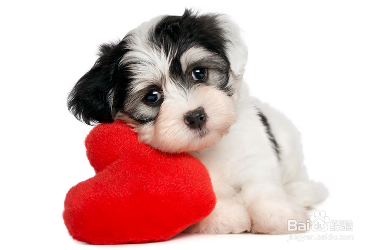 狗狗吐白沫怎么办?狗狗吐白沫是什么原因?