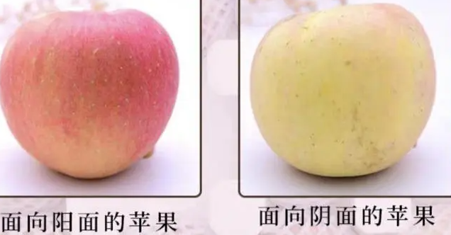 阳面苹果和阴面苹果有什么区别