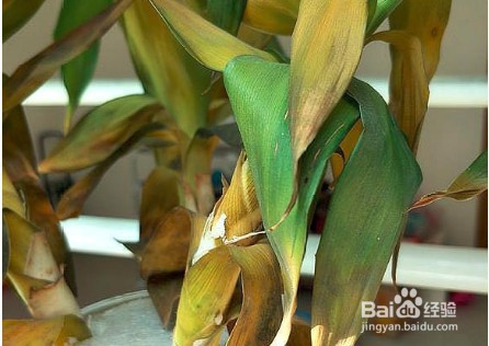 富贵竹冬天发干枯萎了怎么办