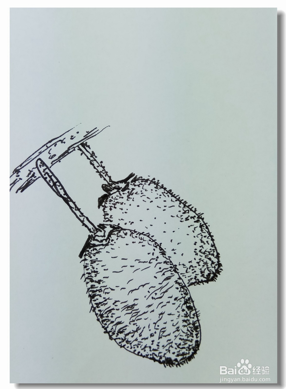 怎样画钢笔画猕猴桃?