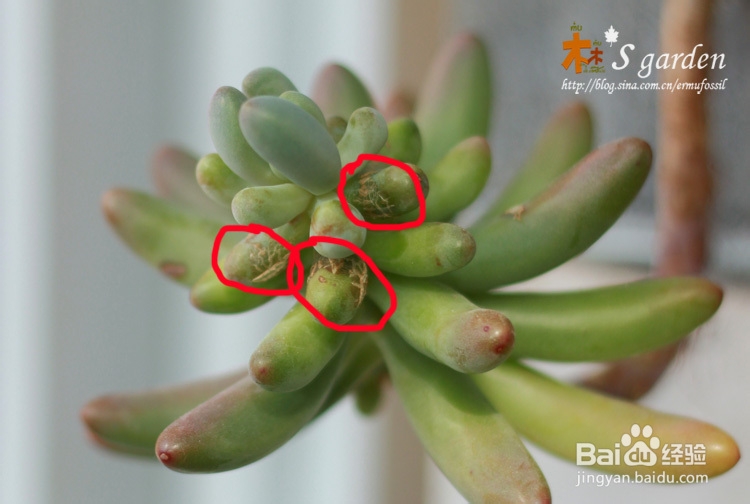 多肉植物日常养护窍门及疑难解答