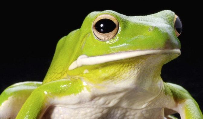 青蛙怎么找配偶