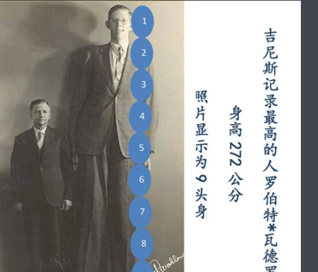 九头身比例是什么意思