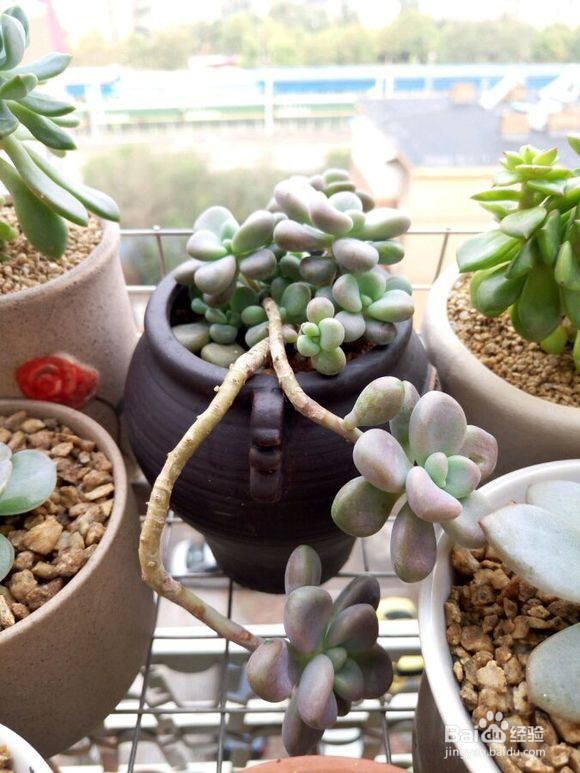 多肉悬崖桩怎么培育