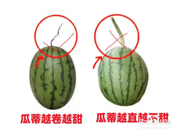 西瓜挑选技巧图解