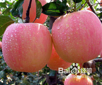 酒精肝吃什么水果好