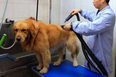 金毛可以用人的沐浴露吗