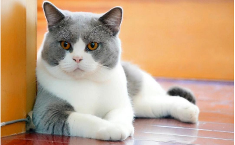 猛猪猪和臭娜娜是什么猫