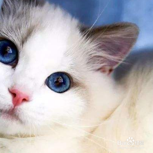 猫吐毛球是为什么?