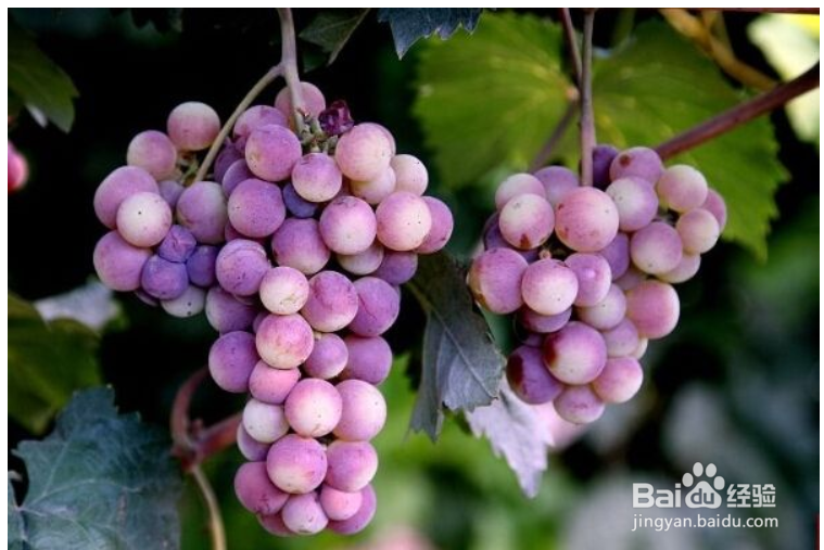 葡萄种植时间和方法