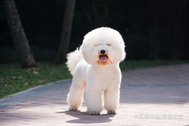 给狗狗喂食驱虫药的正确方法