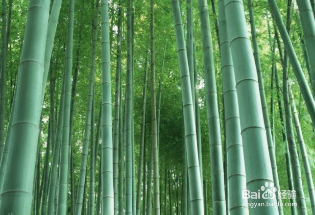 竹筒酒是怎么做的?