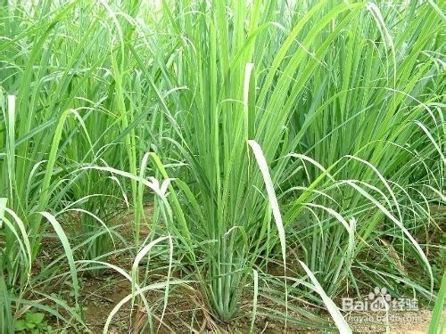 柠檬草茶的制作方法