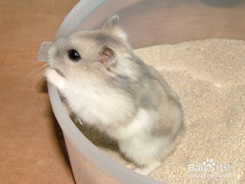 夏天帮仓鼠避暑的方法