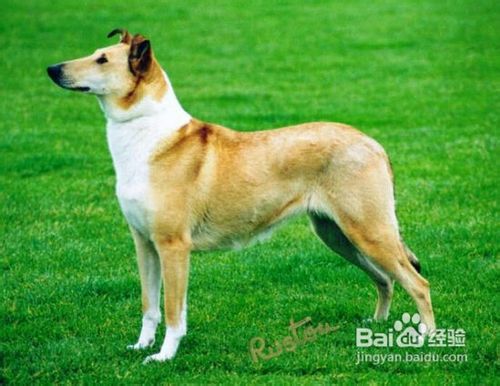 狗狗乘车注意事项