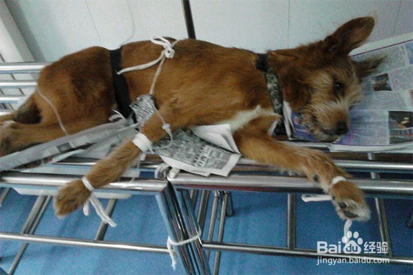 怎么放生 放生有哪些注意事项