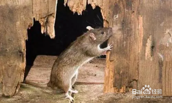 老鼠为什么要不停的咬东西