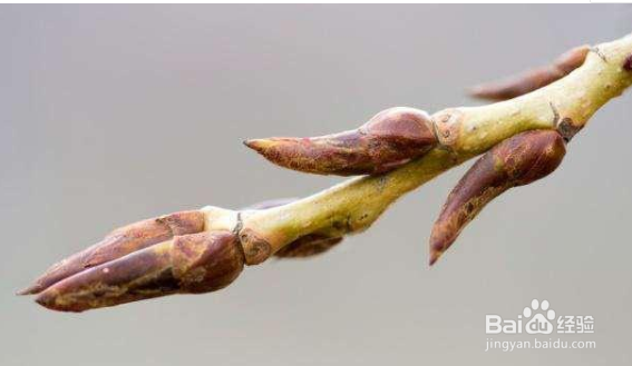 农村春天收集杨树芽有什么用