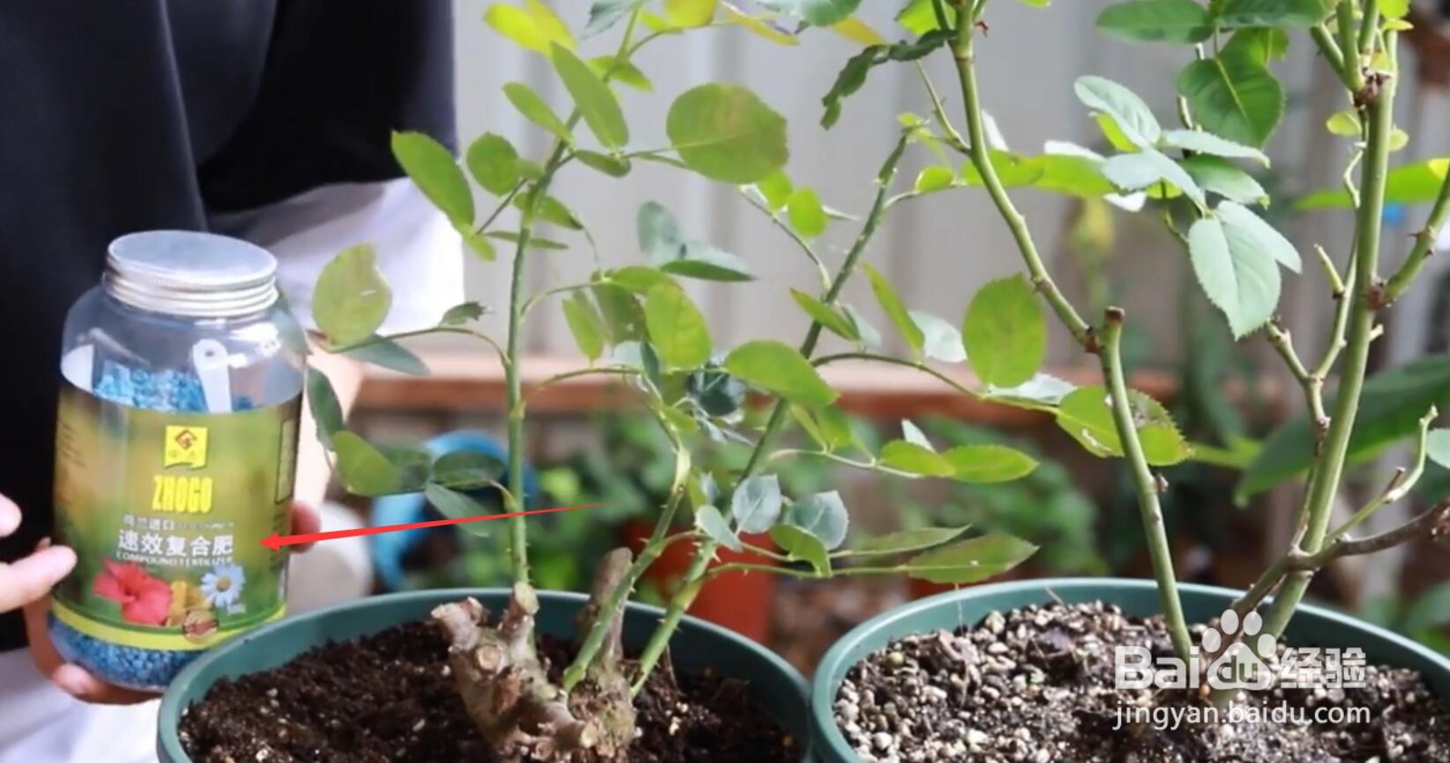 月季不发新芽是怎么啦