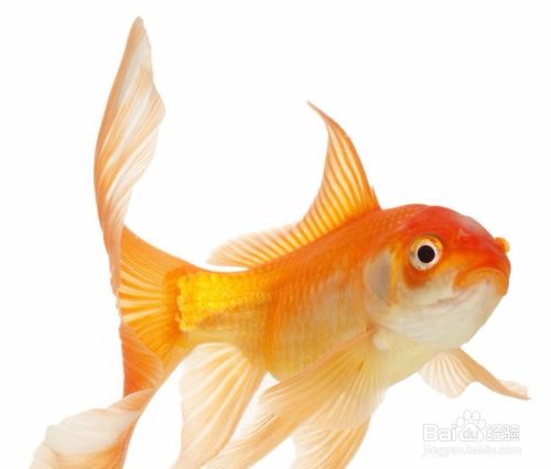 金鱼在夏季的管理要点是什么 百度经验 金鱼在夏季的管理要点是什么 百度经验