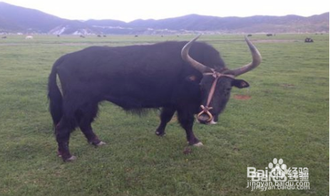 去牛虱子最简单的方法