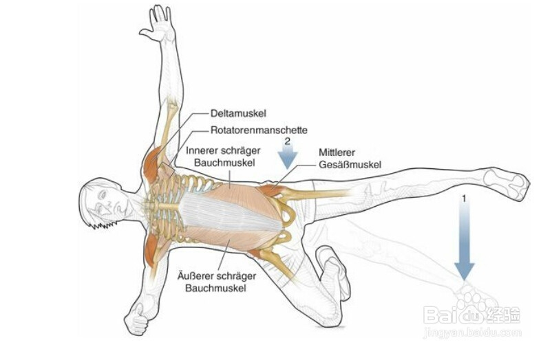 高尔夫球训练：[22]相关肌肉图解22