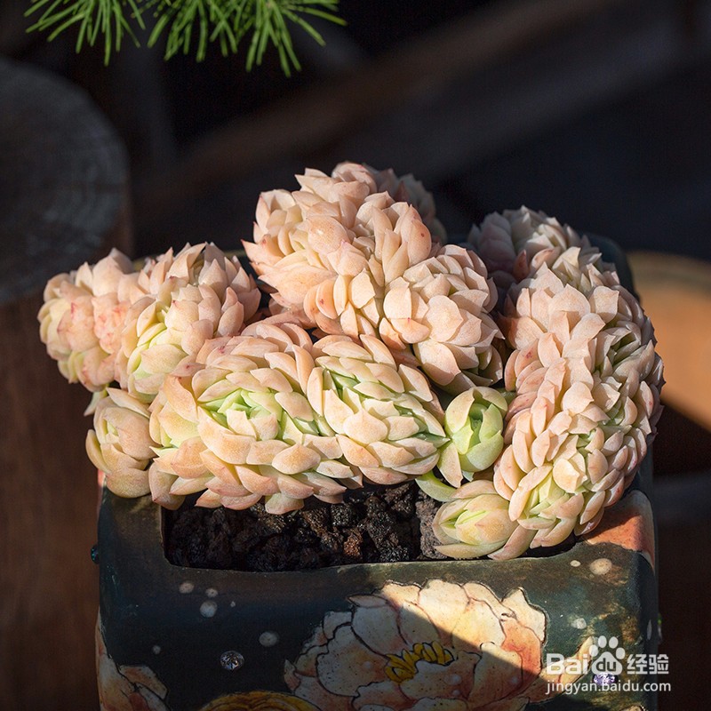 多肉植物施什么肥容易爆盆