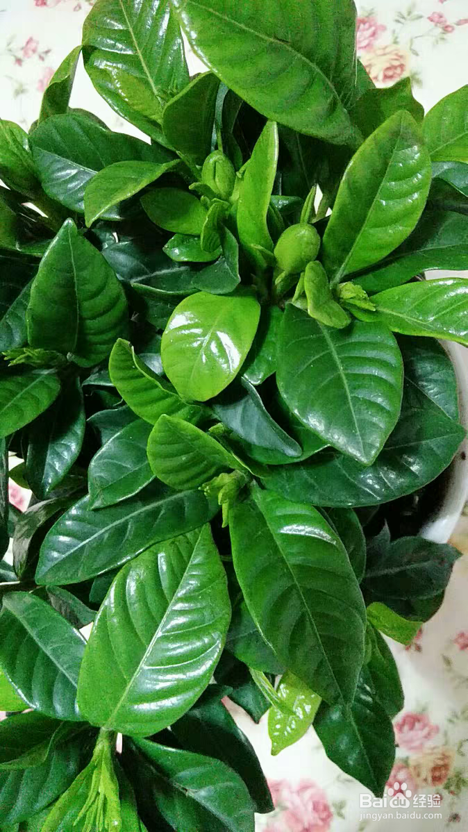 栀子花该如何养殖