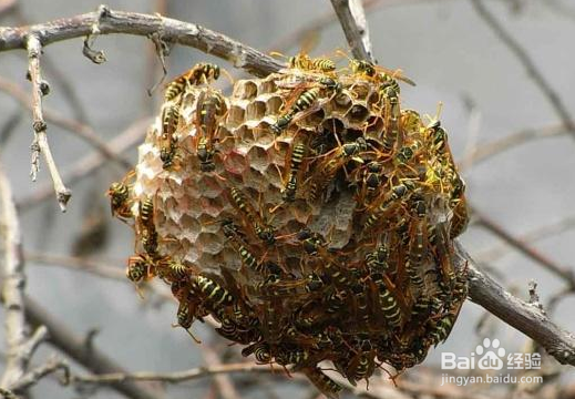 马蜂窝的功效与用法