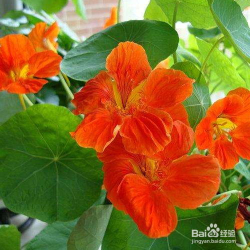 旱金莲出现烂根怎么办?