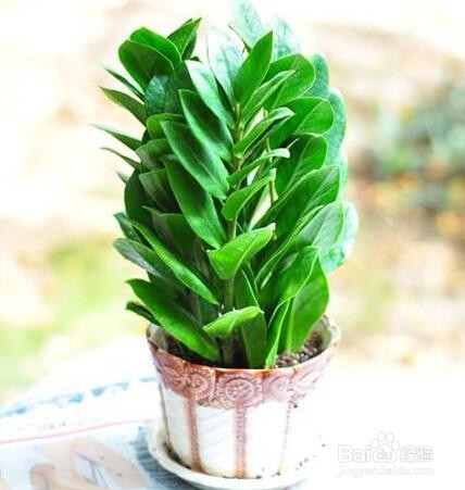 金钱树叶子发黑是怎么办