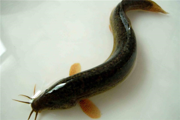 泥鳅蛋白质高吗