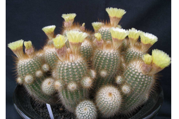 仙人球开花后会结果吗