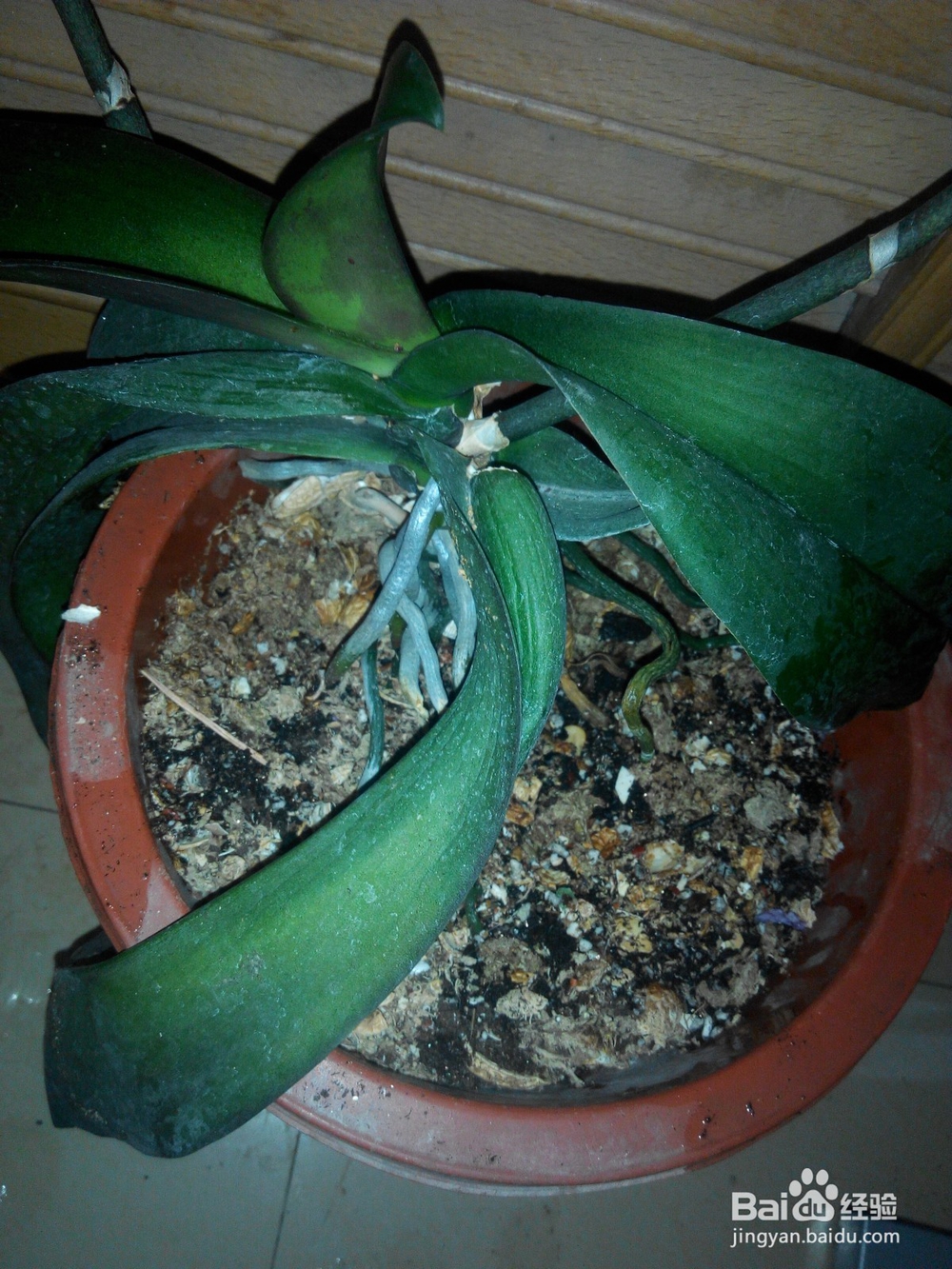 蝴蝶兰换土要提前准备