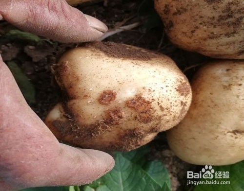 土豆抗重茬的方法都有哪些