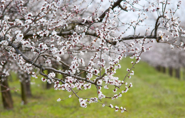 我是春天仿写句子