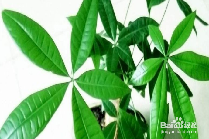发财树怎么样浇水