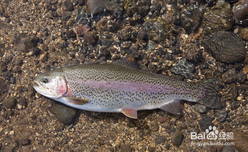 怎样防治海水鱼烂身病和肠炎