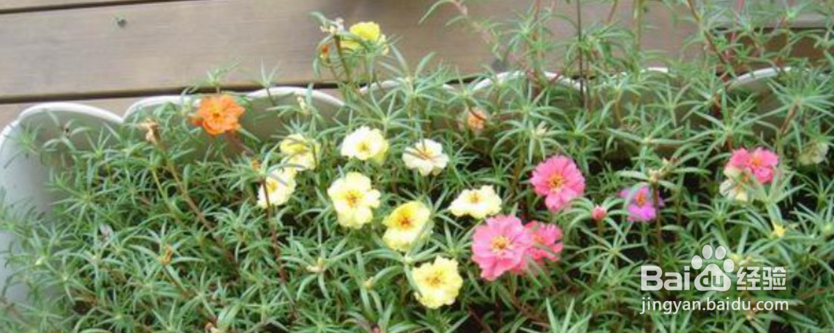 太阳花怎么养才会爆盆