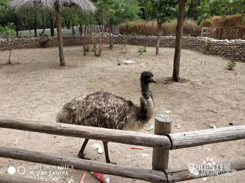 北京野生动物园一日游