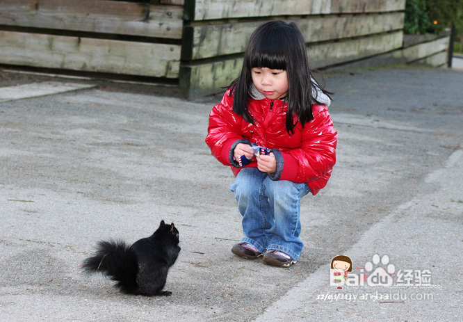 懒人菜蒜蓉烤青口&菲比喂小松鼠