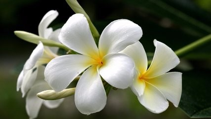 哪些花有毒性